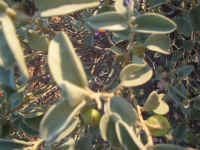 150-5027_IMG.JPG (103672 bytes)