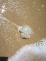 151-5198_IMG.JPG (398570 bytes)