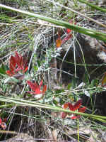 160-6011_IMG.JPG (186027 bytes)