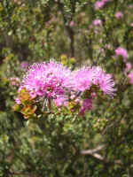 160-6014_IMG.JPG (111520 bytes)