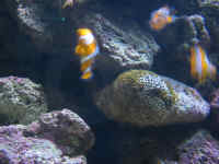 161-6120_IMG.JPG (100503 bytes)